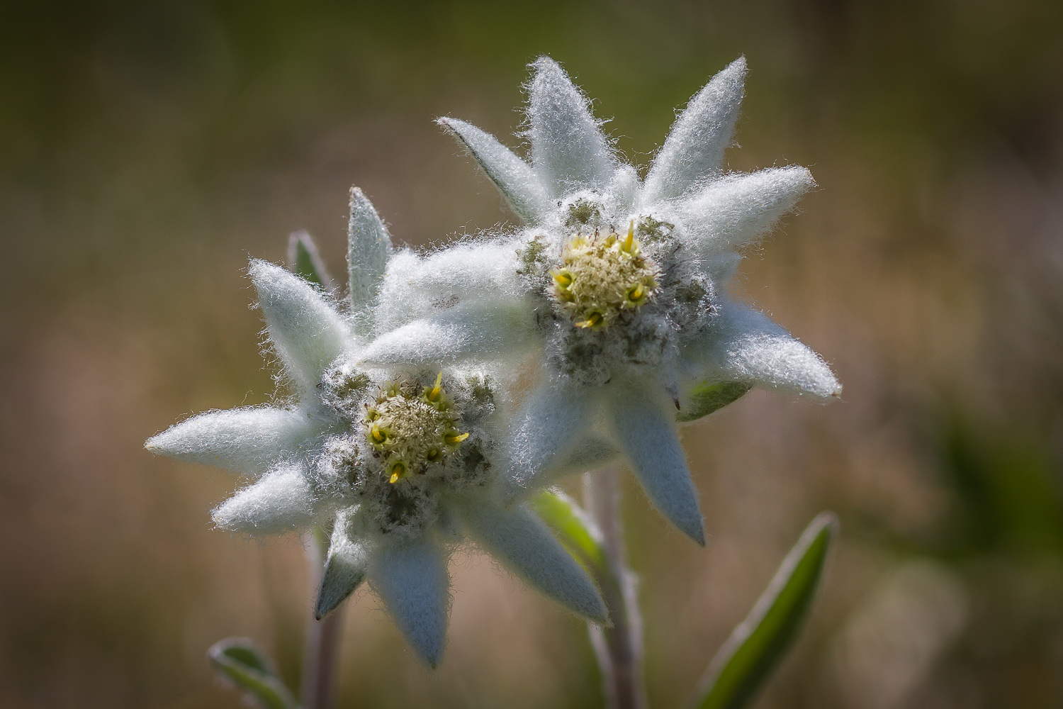 Edelweiss