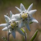 Edelweiss