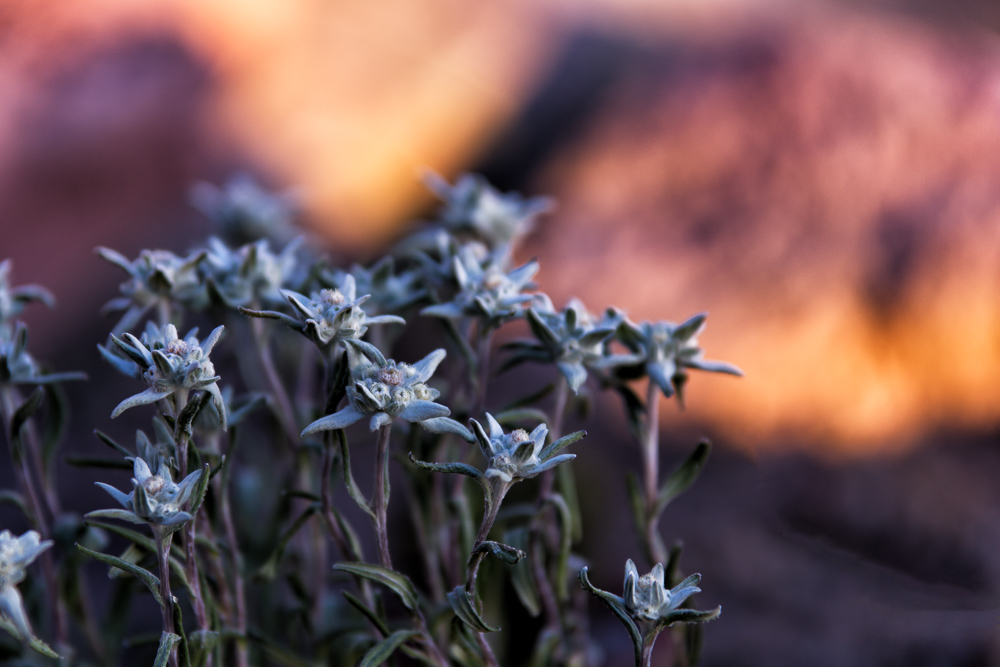 Edelweiss