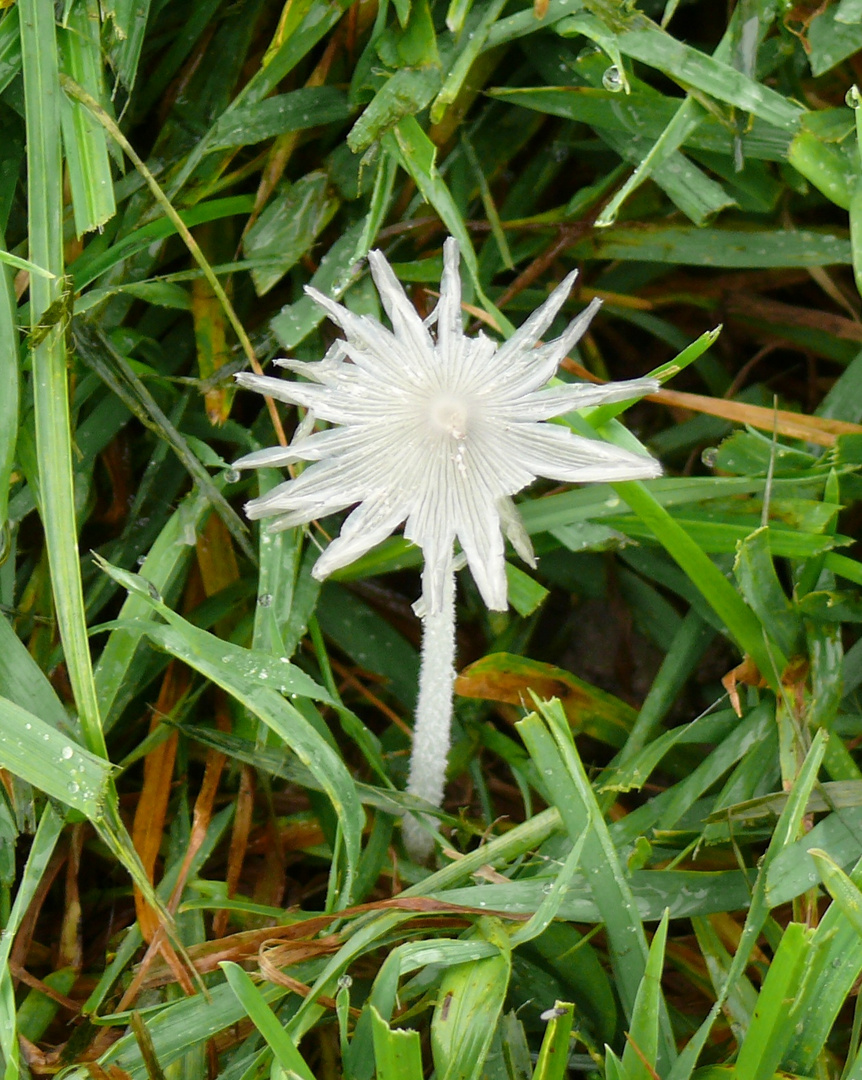 EDELWEISS ?