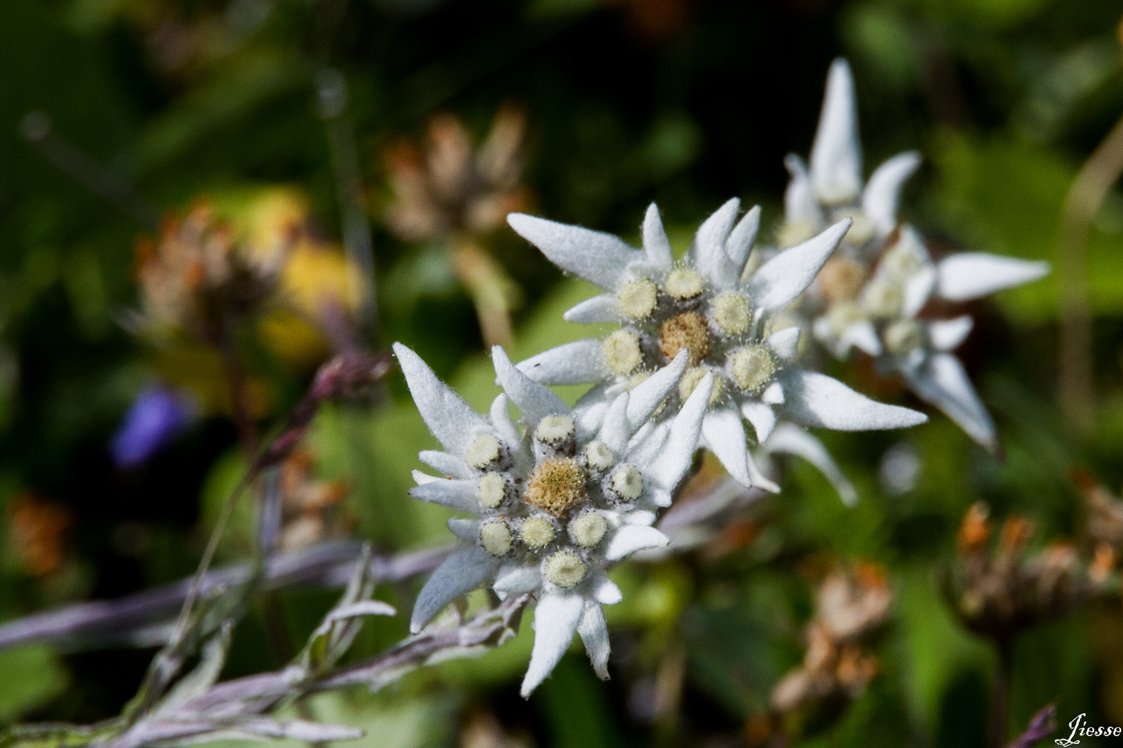 edelweiss