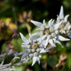 edelweiss