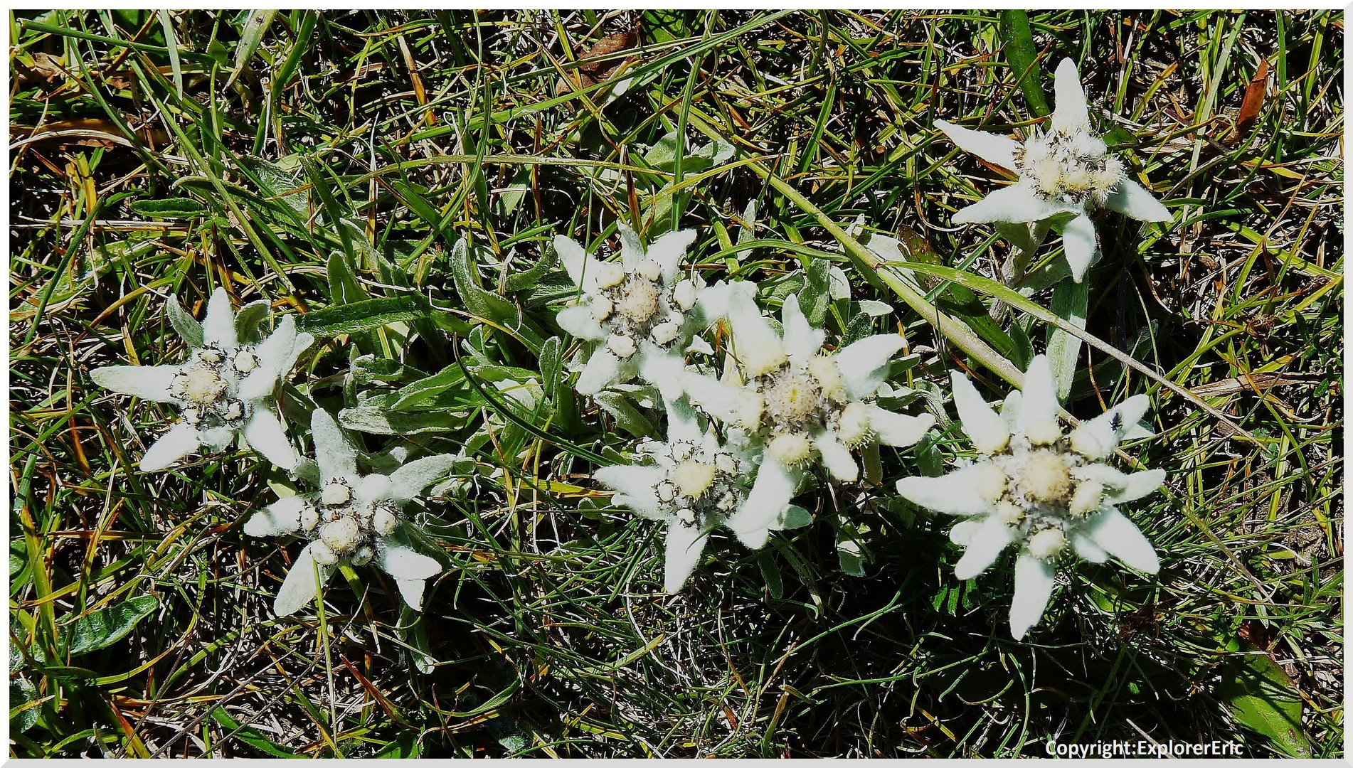 "Edelweiss" bin ich wirklich in Kirgisistan oder  noch im Allgäu?