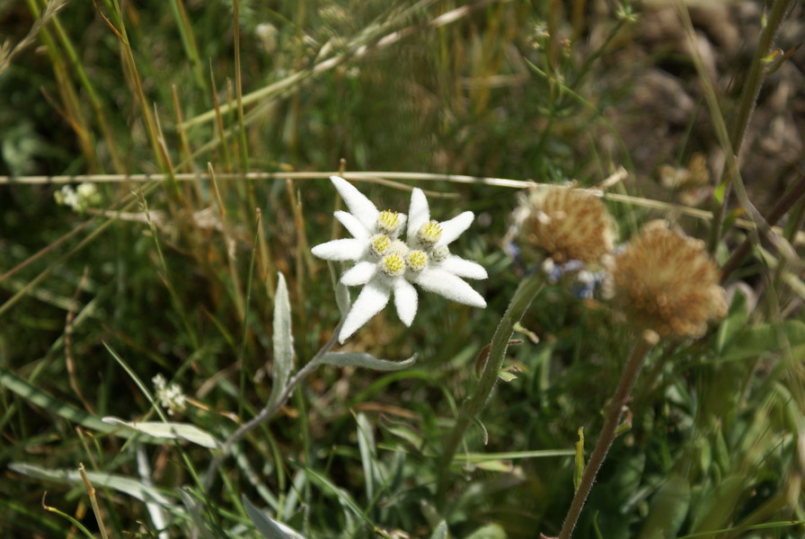 edelweiss