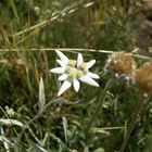 edelweiss