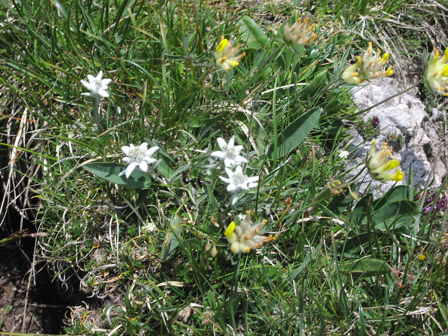 Edelweiss