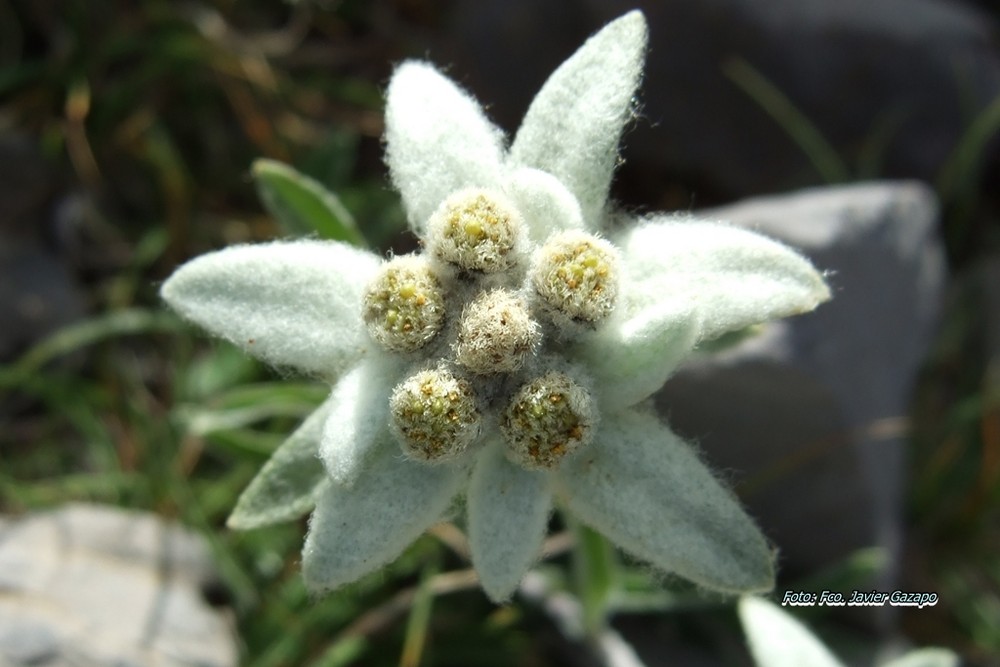 Edelweiss