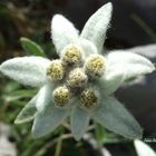 Edelweiss