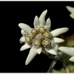 Edelweiss