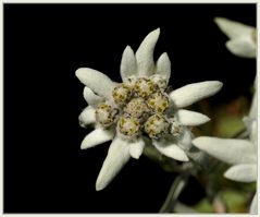 Edelweiss