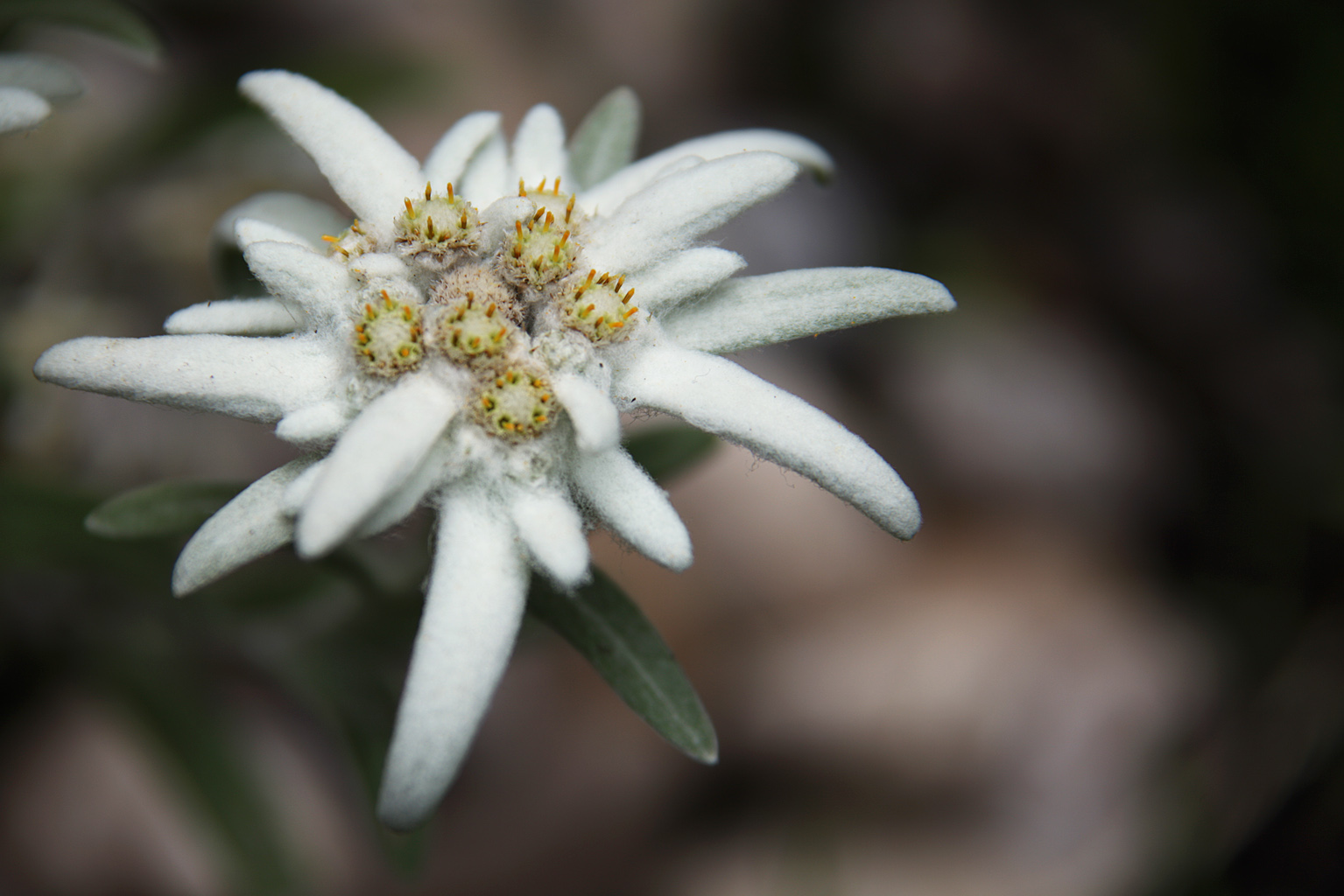 Edelweiss Foto & Bild pflanzen, pilze & flechten, blüten