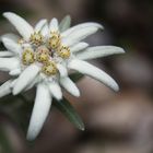 Edelweiss