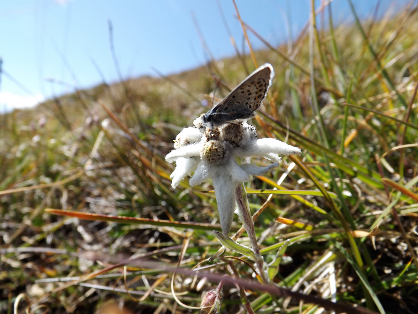 Edelweiss