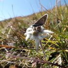 Edelweiss