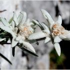 Edelweiss