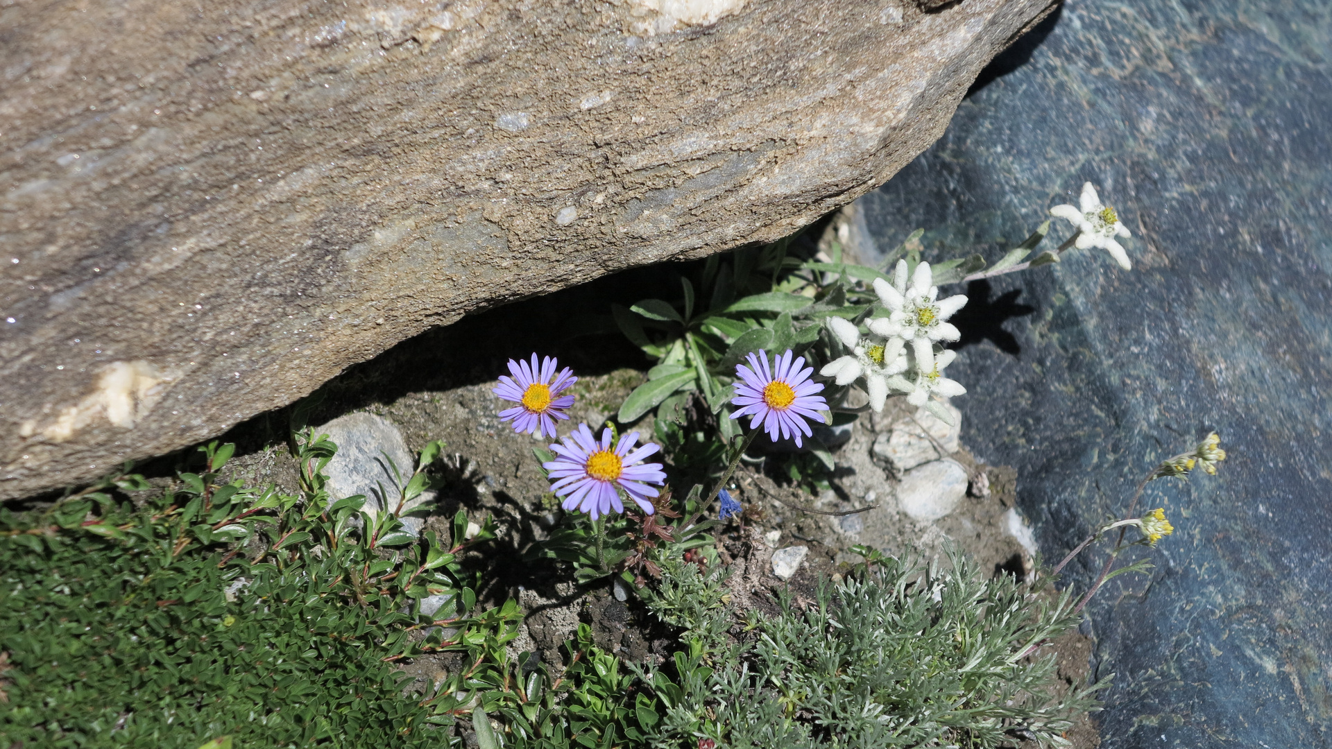 Edelweiss