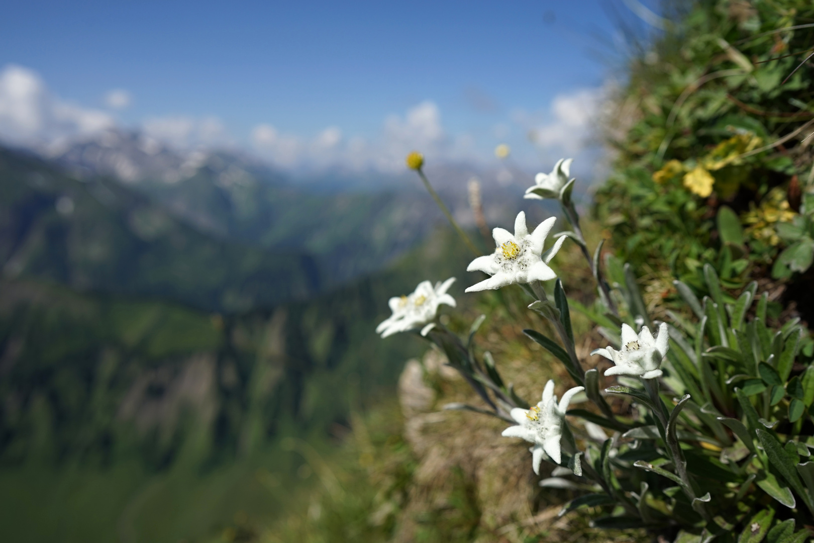 Edelweiss Foto & Bild | pflanzen, pilze & flechten, landschaft, berge