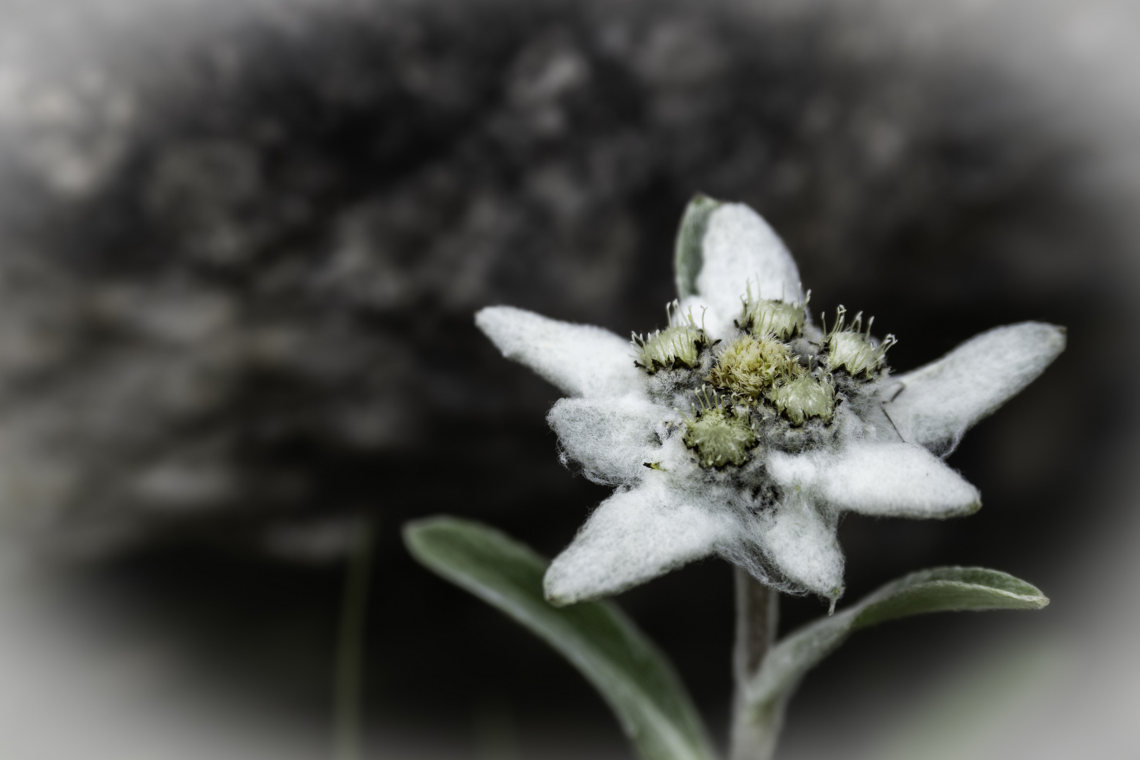 Edelweiss