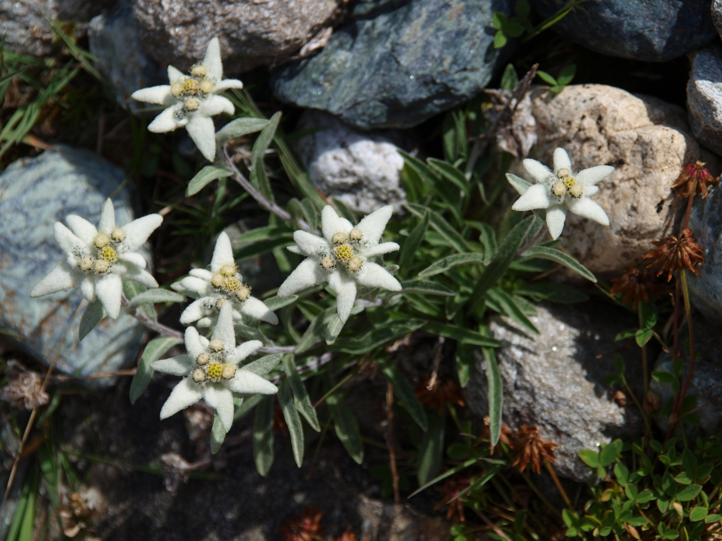 Edelweiss, die wohl berühmteste Blume der Alpen