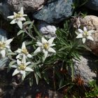 Edelweiss, die wohl berühmteste Blume der Alpen