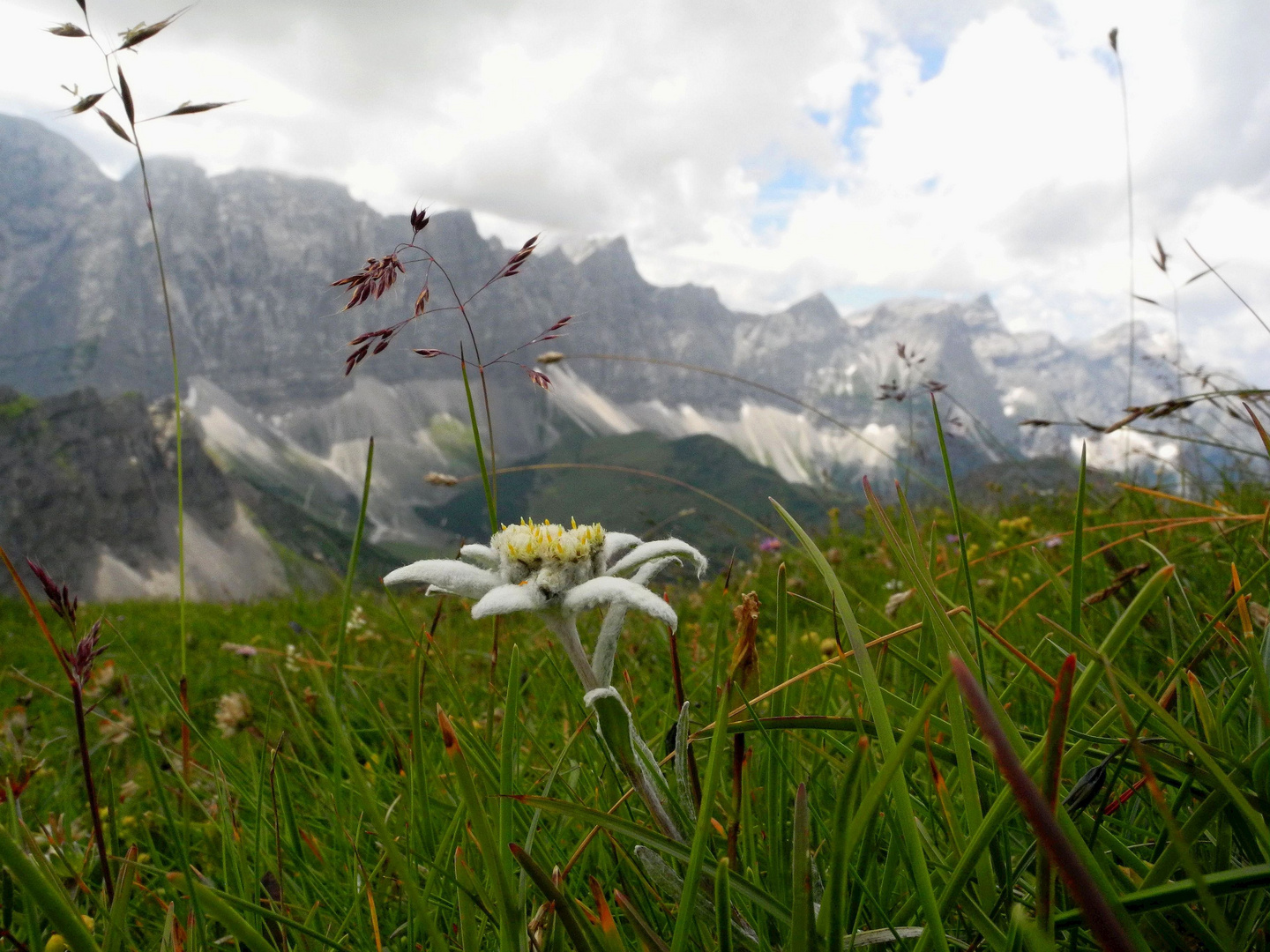 Edelweiss