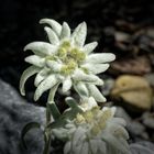 Edelweiss