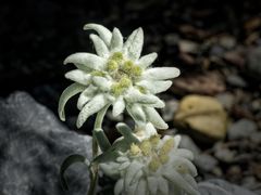 Edelweiss