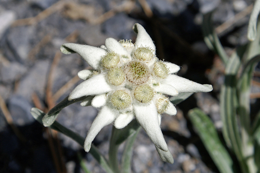 Edelweiss