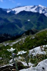 Edelweiss