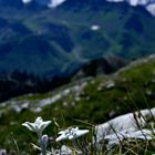 Edelweiss