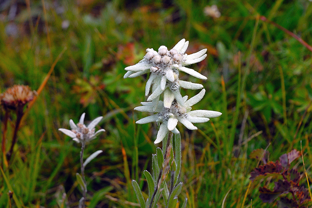 Edelweiss en mass