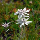 Edelweiss en mass