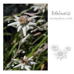 Edelweiss