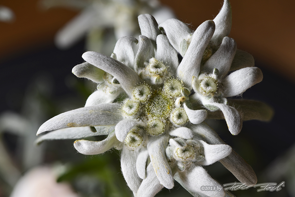 Edelweiss