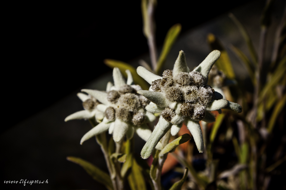 Edelweiss