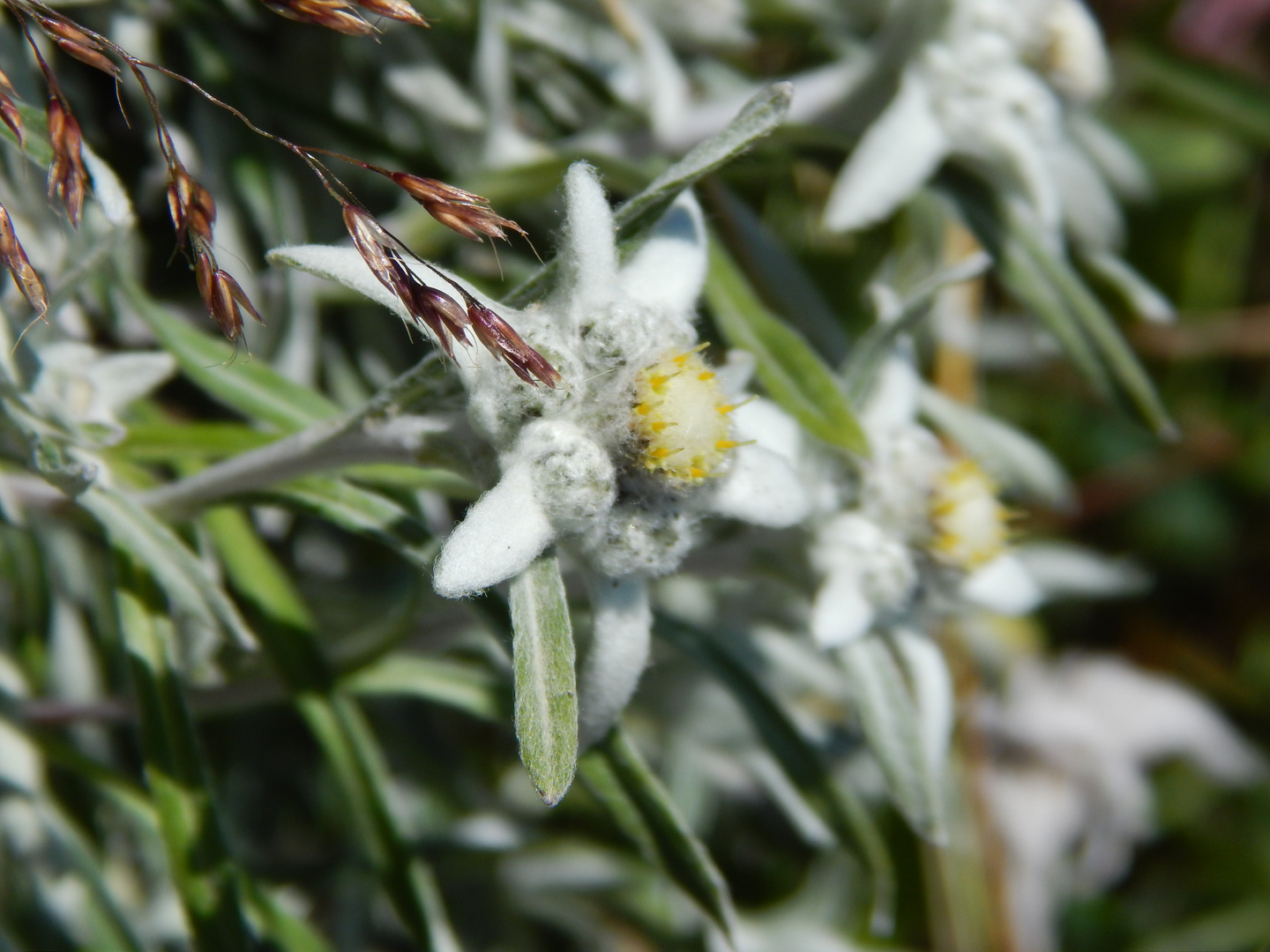 Edelweiss