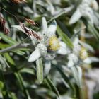 Edelweiss