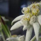 Edelweiss