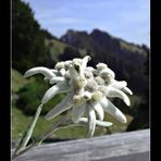 Edelweiss - für Bergfans!