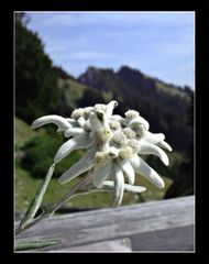 Edelweiss - für Bergfans!