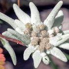 Edelweiss - Grand Puy