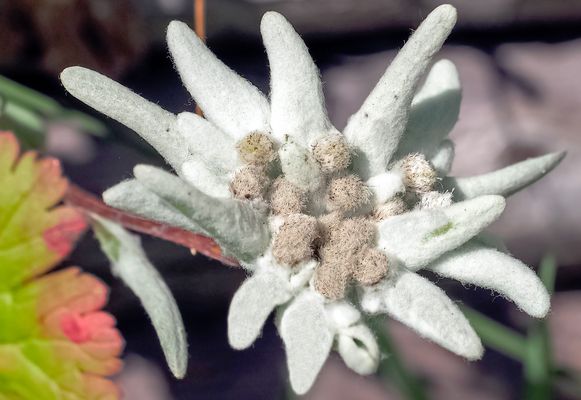 Edelweiss - Grand Puy