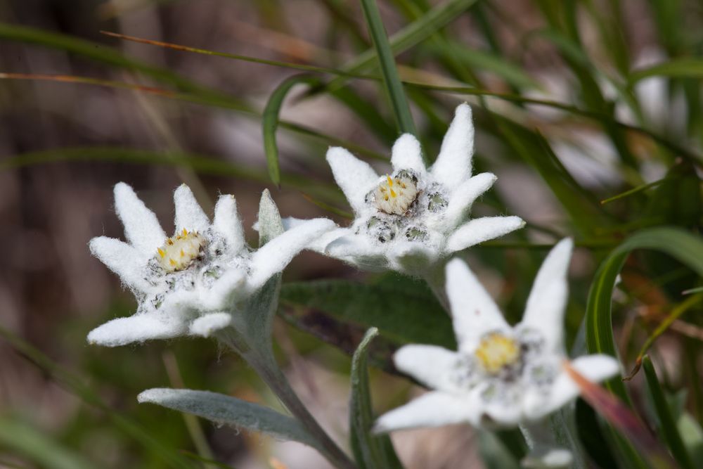 Edelweiss III