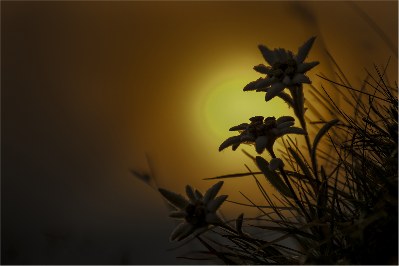 Edelweiß im Abendlicht