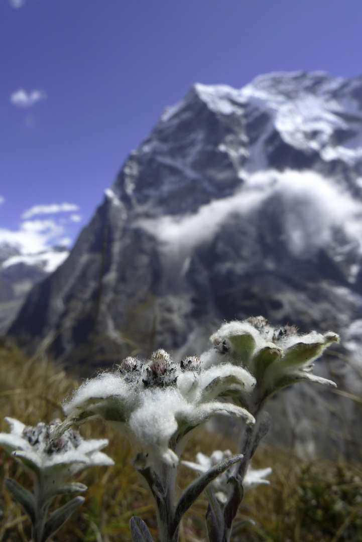 Edelweiss im Himalaya