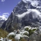 Edelweiss im Himalaya