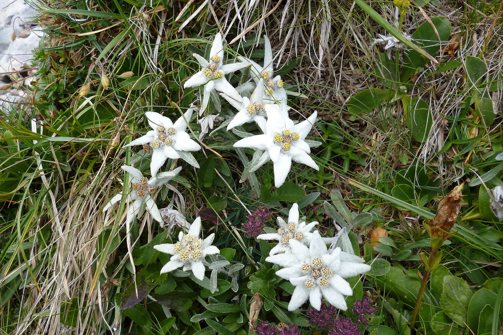 Edelweiß im Karwendel