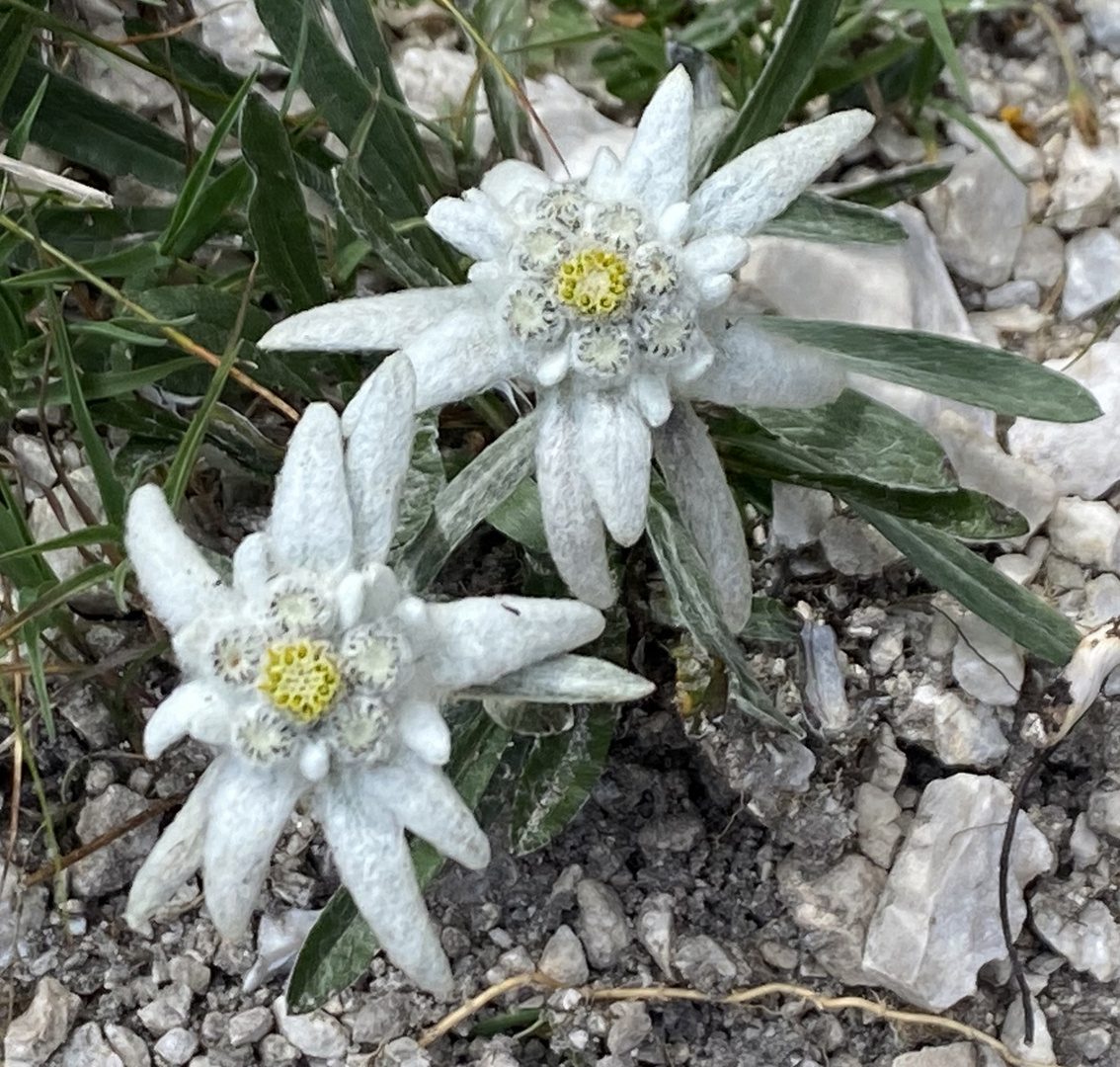 Edelweiß im Rosengarten