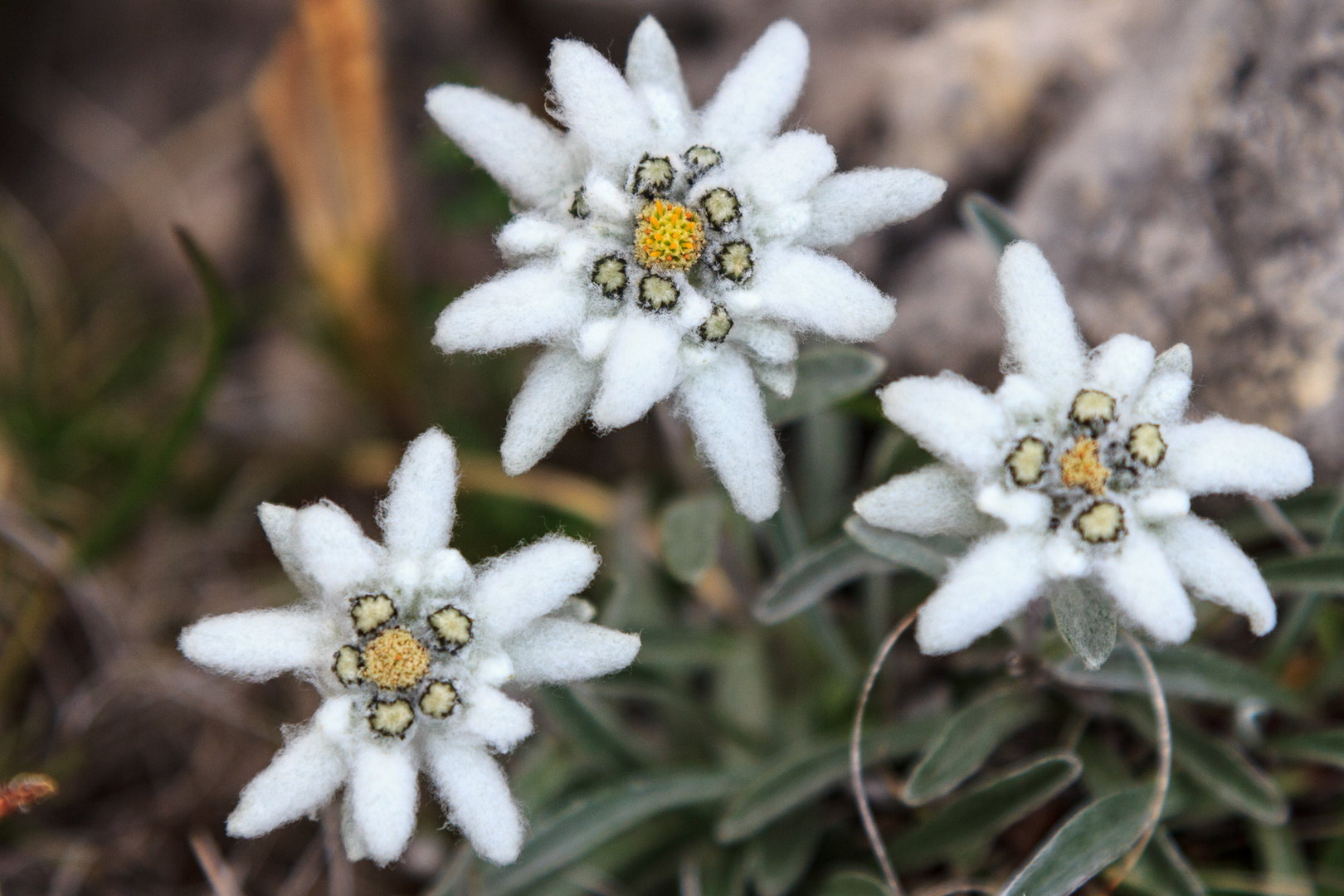 Edelweiss in den Dolomiten