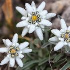 Edelweiss in den Dolomiten